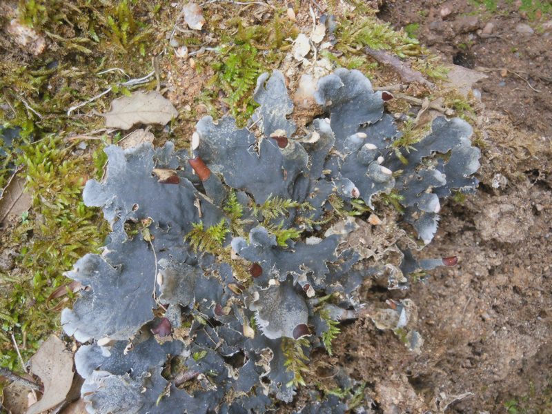 Peltigera sp. da Luogosanto